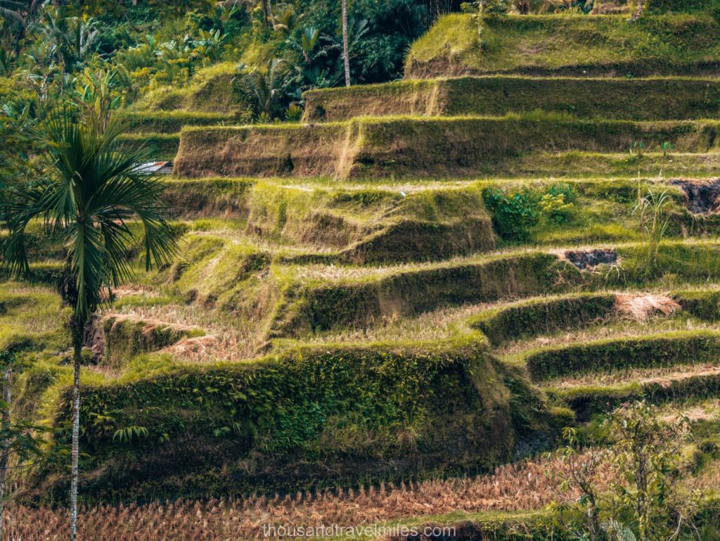 Tegalalang rice Terrace - Ubud - Bali - Thousandtravelmiles
