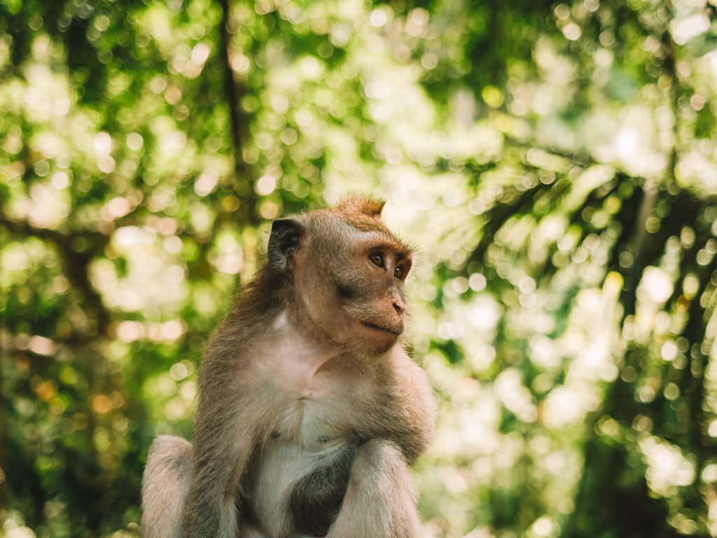 Monkey Forest Bali Ubud