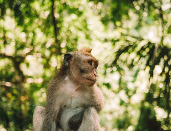 Monkey Forest Bali Ubud