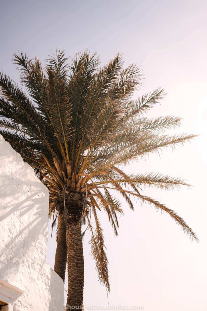 Palmboom op Grieks eiland - by Thousandtravelmiles