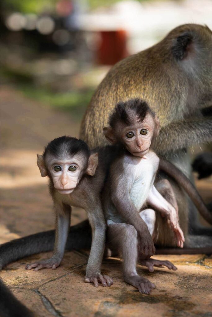Penang National Park, Maleisië