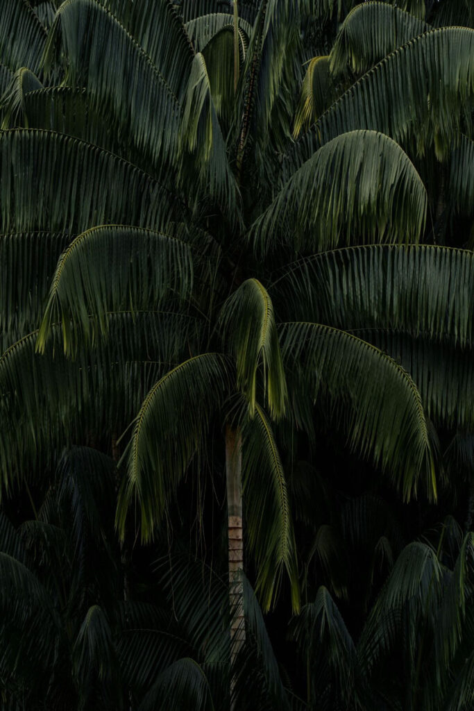 Palmbonen in Azië