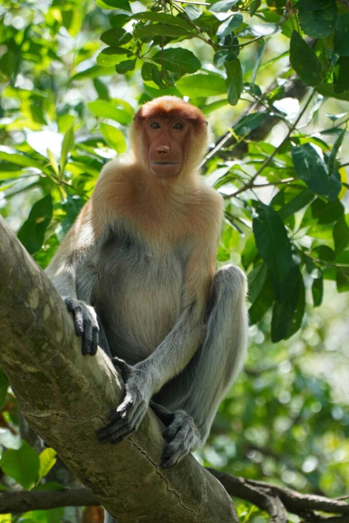 De ultieme reisroute voor Maleisië en Singapore + tips 36 reisroute Maleisië - Borneo