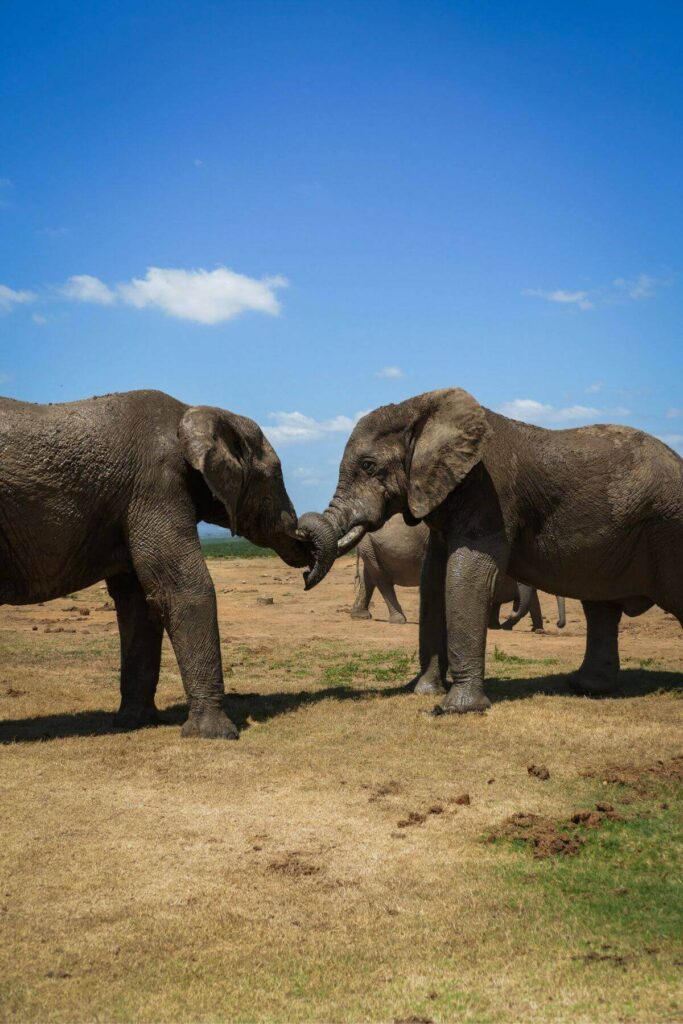 Olifanten in Addo Elephant park - Zuid-Afrika rondreis