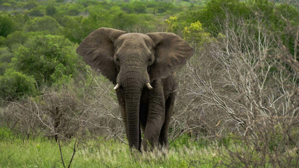 Olifant in Hluhluwe-Imfolozi Park
