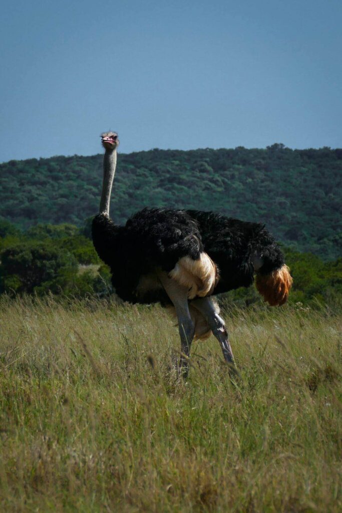 Struisvogel in Oudtshoorn Zuid-Afrika