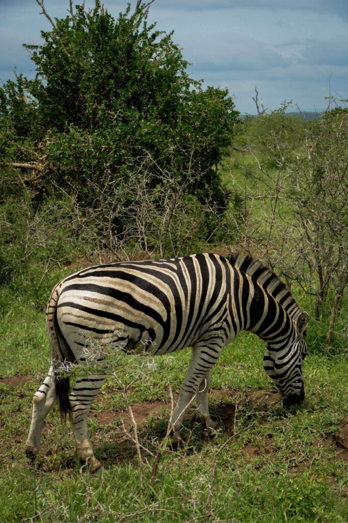 Zebra in Hluhluwe-Imfolozi Park