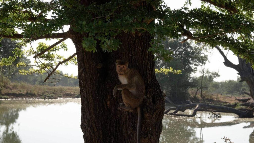 Aapje in Udawalawe National Park, Sri Lanka