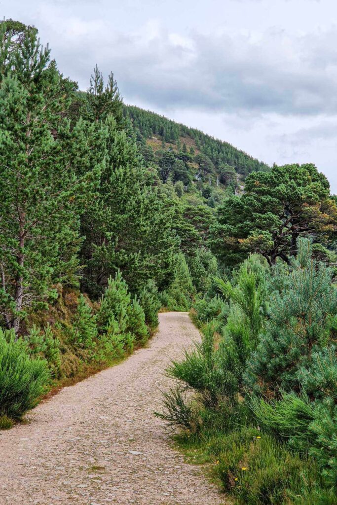 Aviemore wandelroute - Schotland rondreis