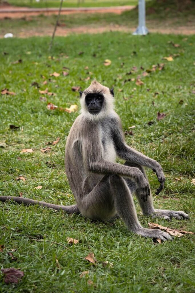 Ceylonhoelman aapje in Anuradhapura