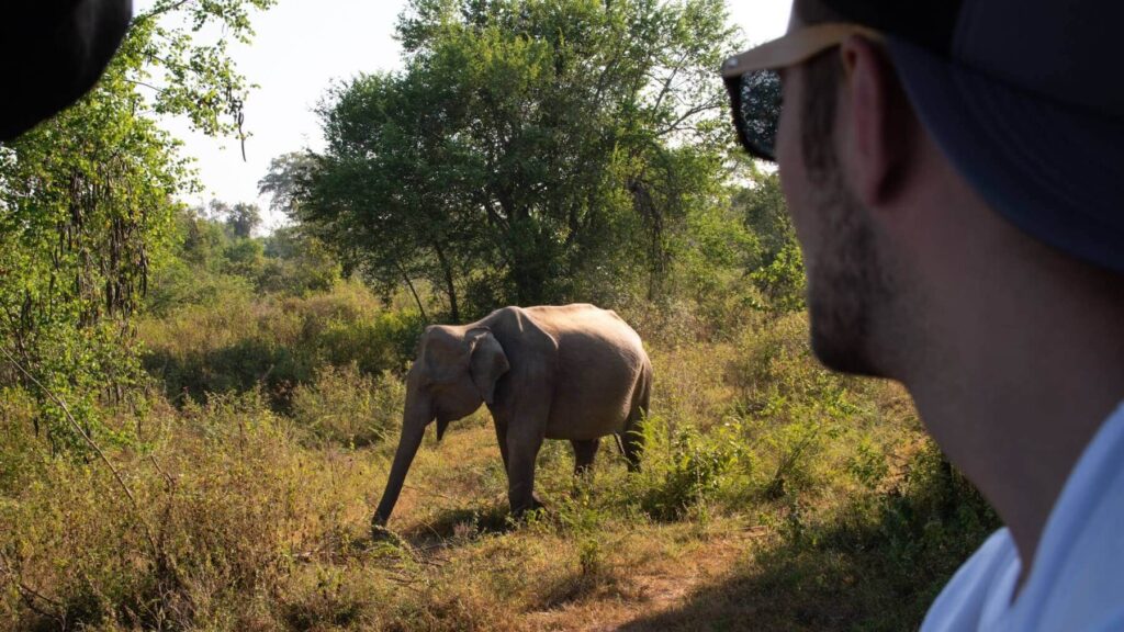Olifant in Udawalawe National Park