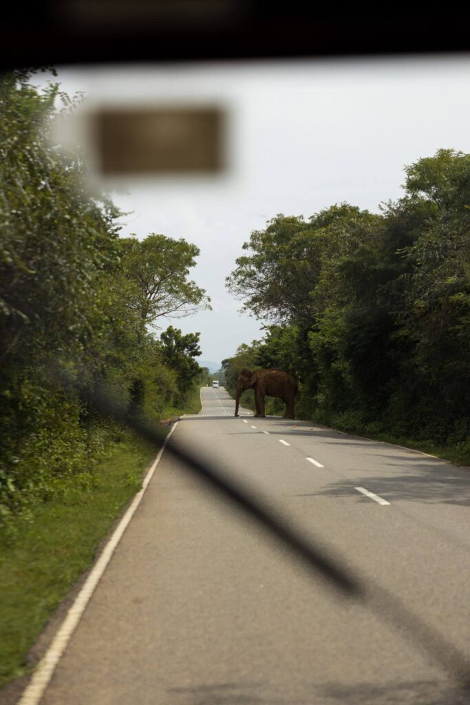 Olifant op de B35 in Sri Lanka