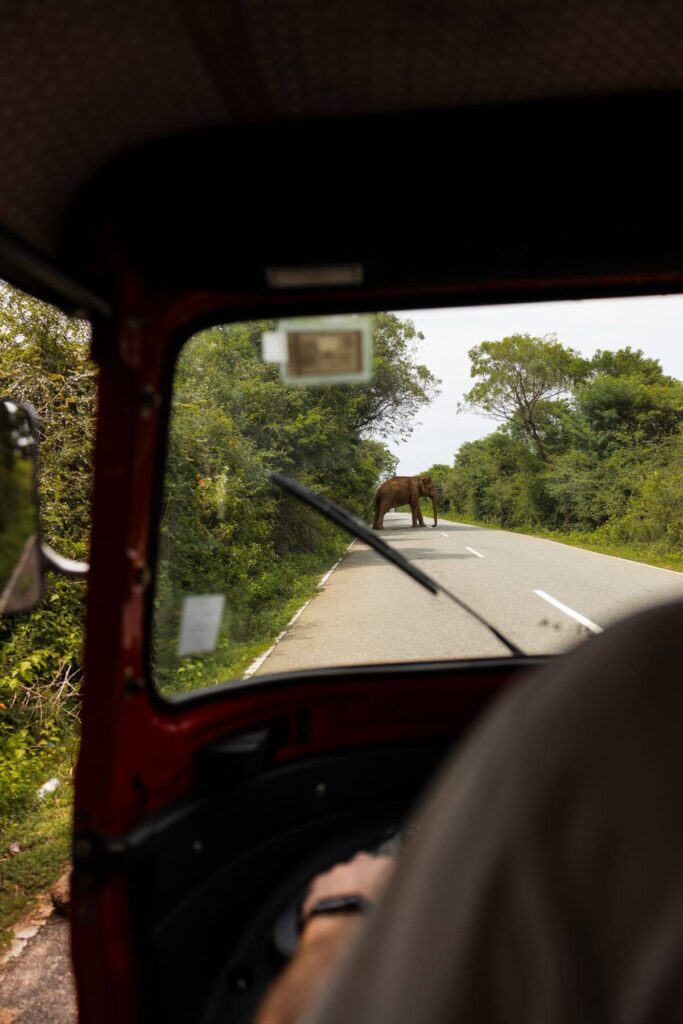 Olifant op de weg in Sri Lanka