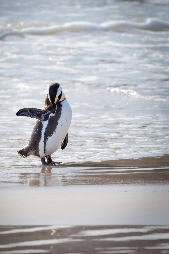 Pinguin op het strand in Kaapstad