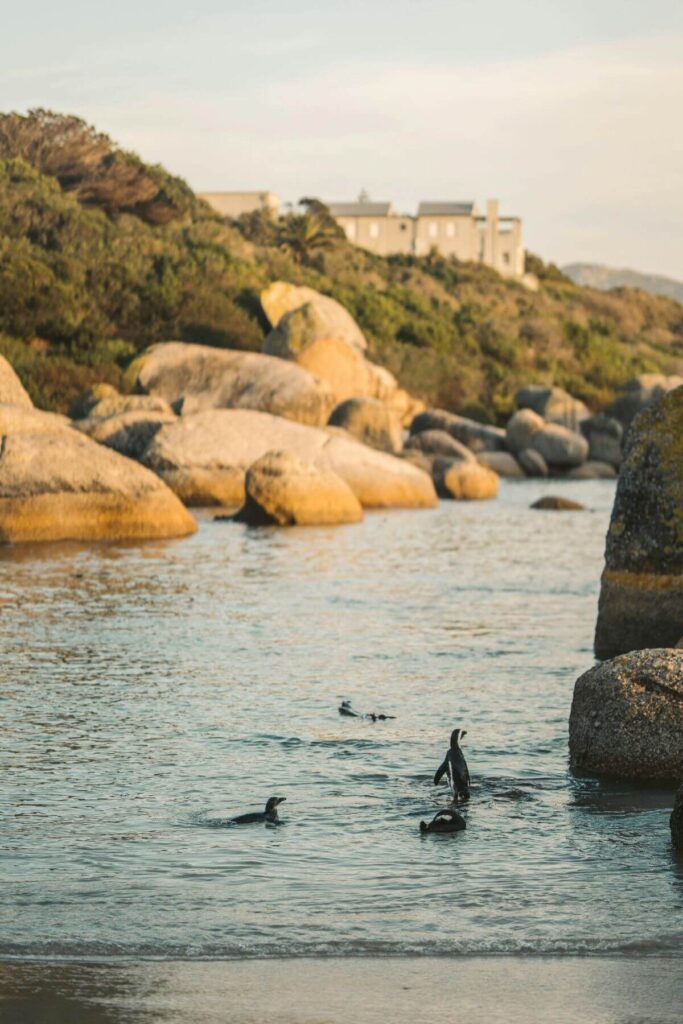 Pinquins in Kaapstad, Zuid-Afrika