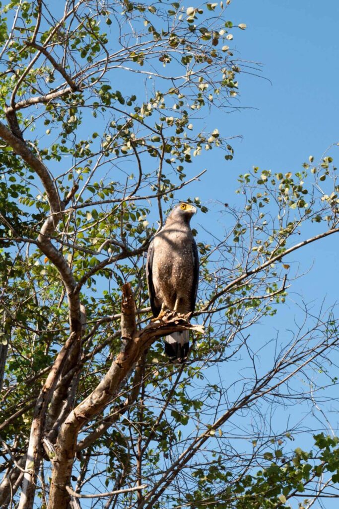 Slagenarend in Udawalawe National Park
