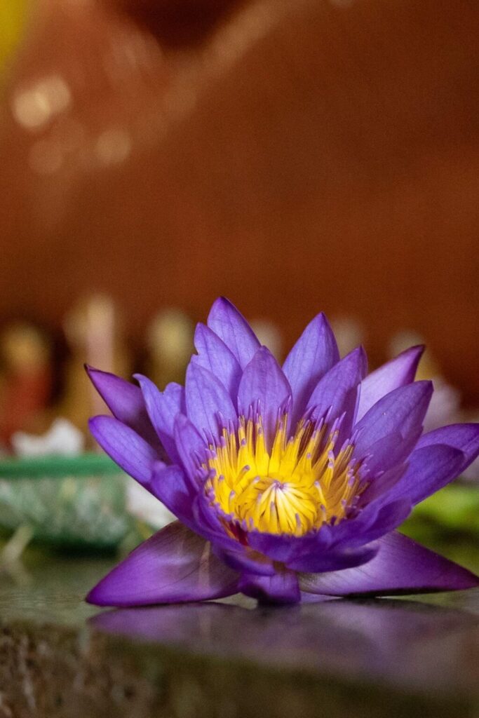 Sri Maha Bodhi Temple - Paarse bloem