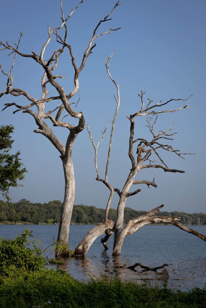 Boom in Wilpattu National Park