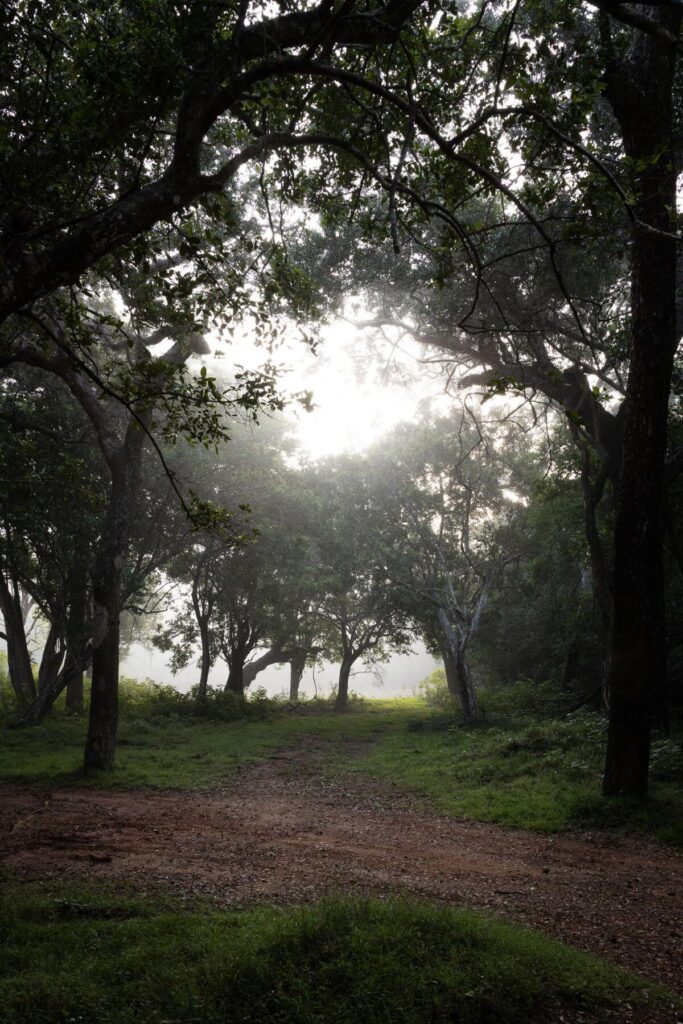 Wilpattu National Park