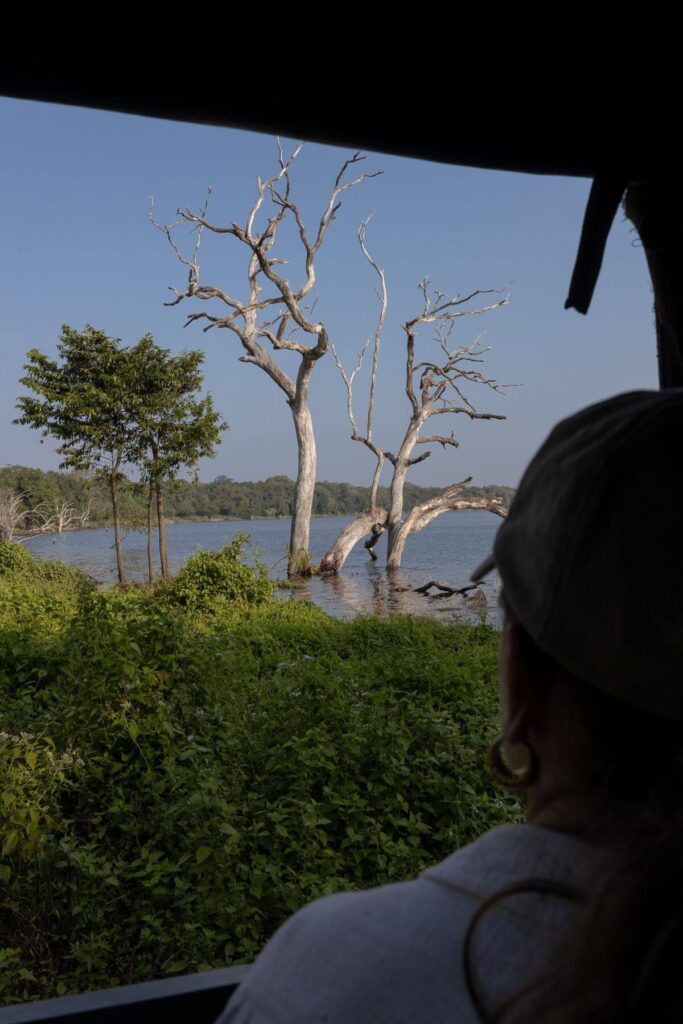 Boom in een meer in Wilpattu National Park