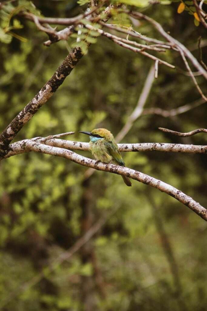 Groene vogel in Wilpattu National Park