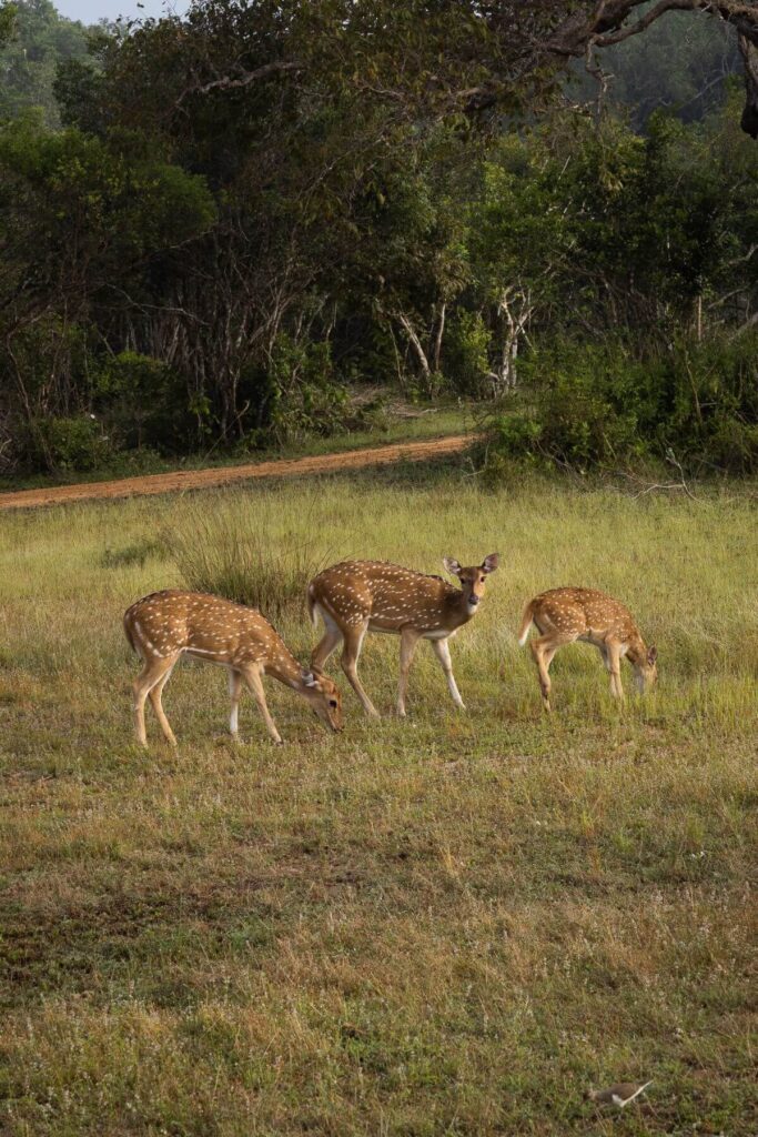 Herten in Wilpattu National Park