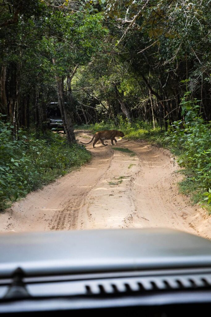 Luipaard in Wilpattu National Park