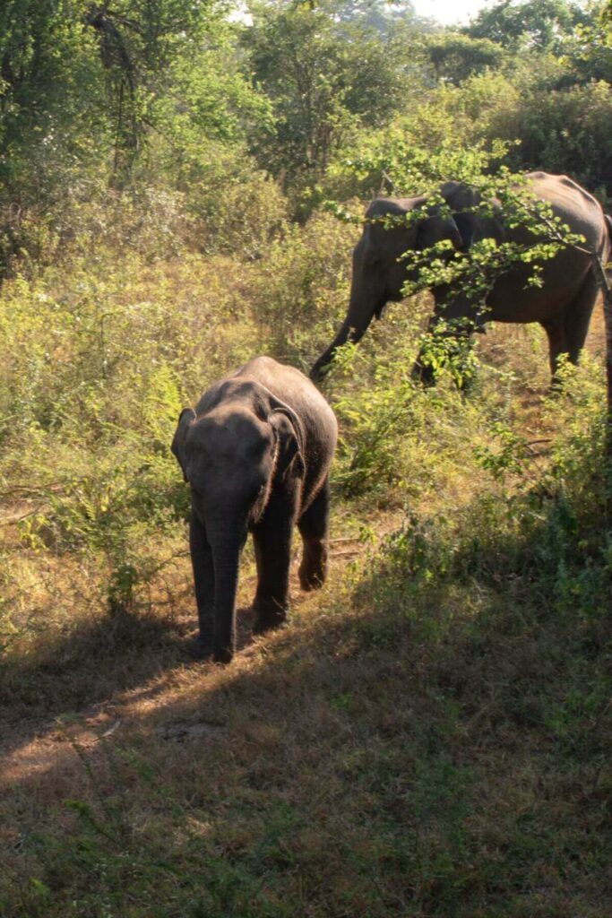 baby Olifant in Udawalawe National Park