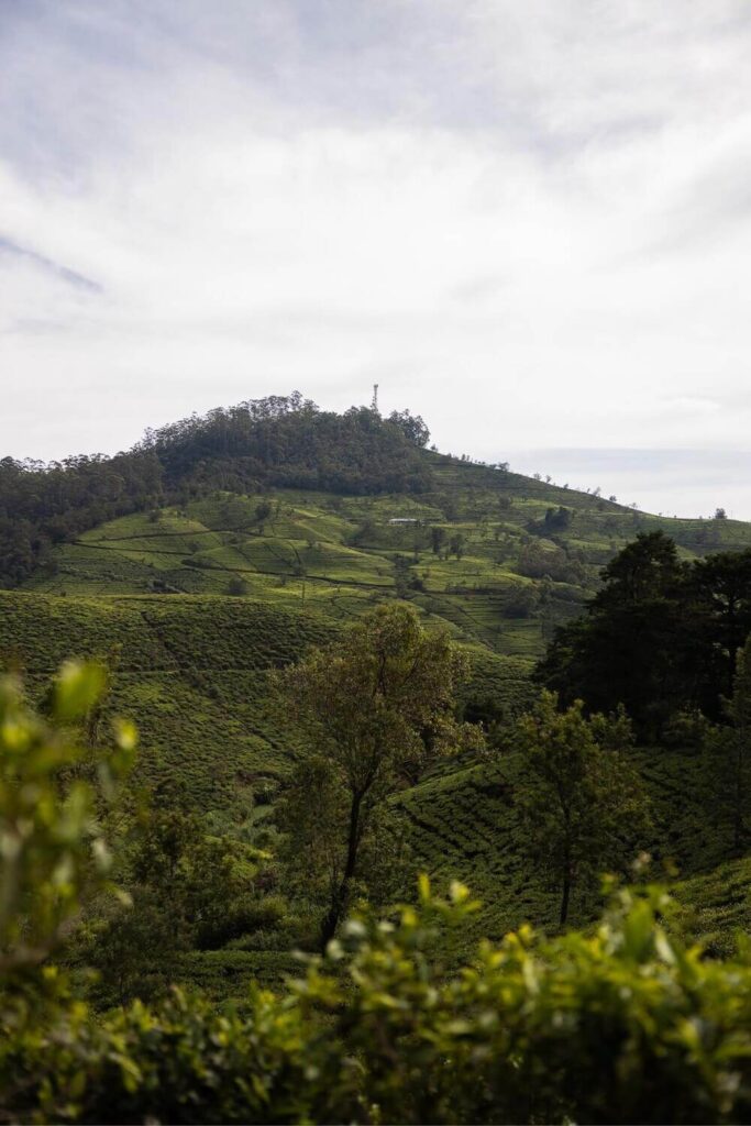 Pekoe Trail uitzicht - Nuwara Eliya