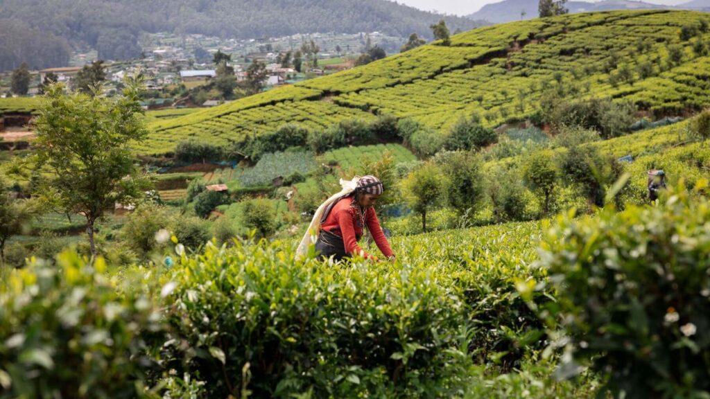 Theeplukker in Nuwara Eliya, Sri Lanka