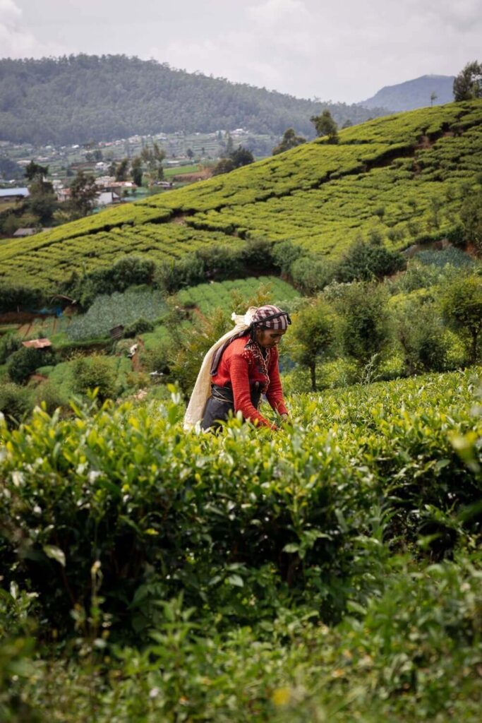 Theeplukker in Nuwara Eliya, Sri Lanka kopie