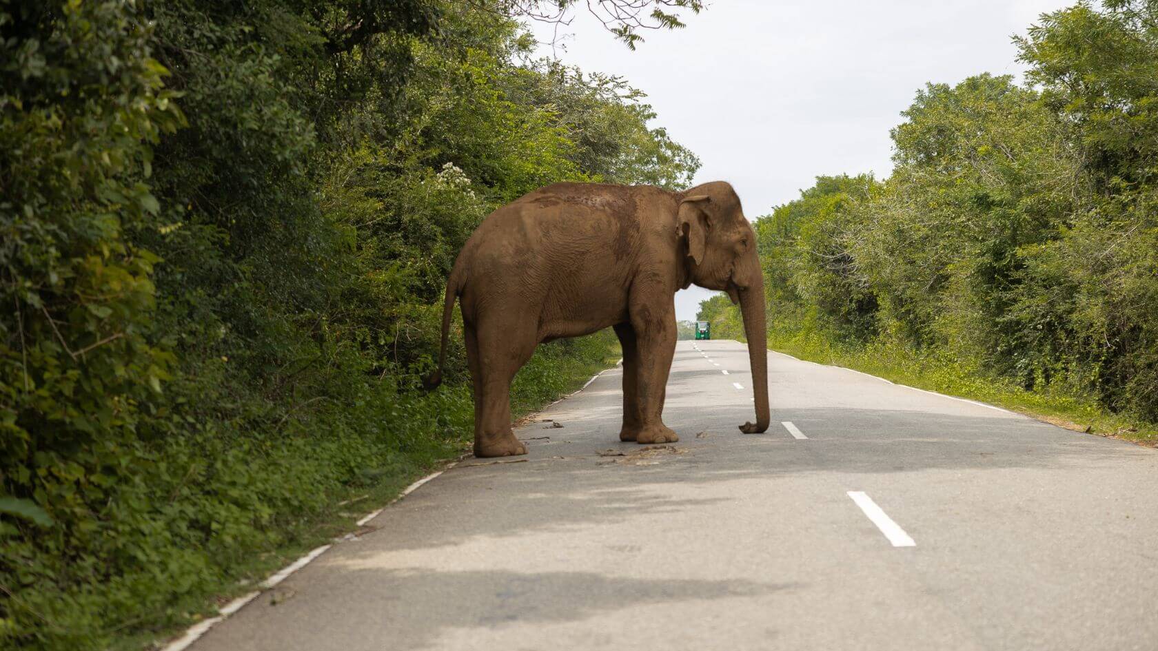 Olifant midden op de B35-weg in Sri Lanka