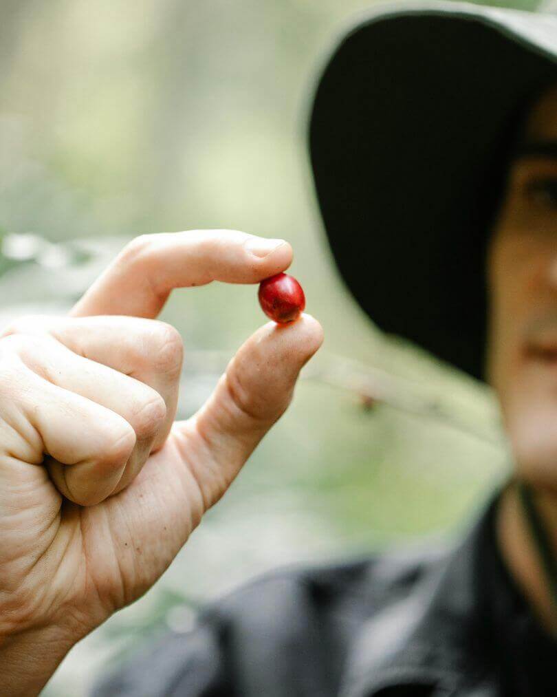 Rondreis Panama: complete reisroute voor 2 of 3 weken 22 Koffiebes op plantage in Boquete, Panama