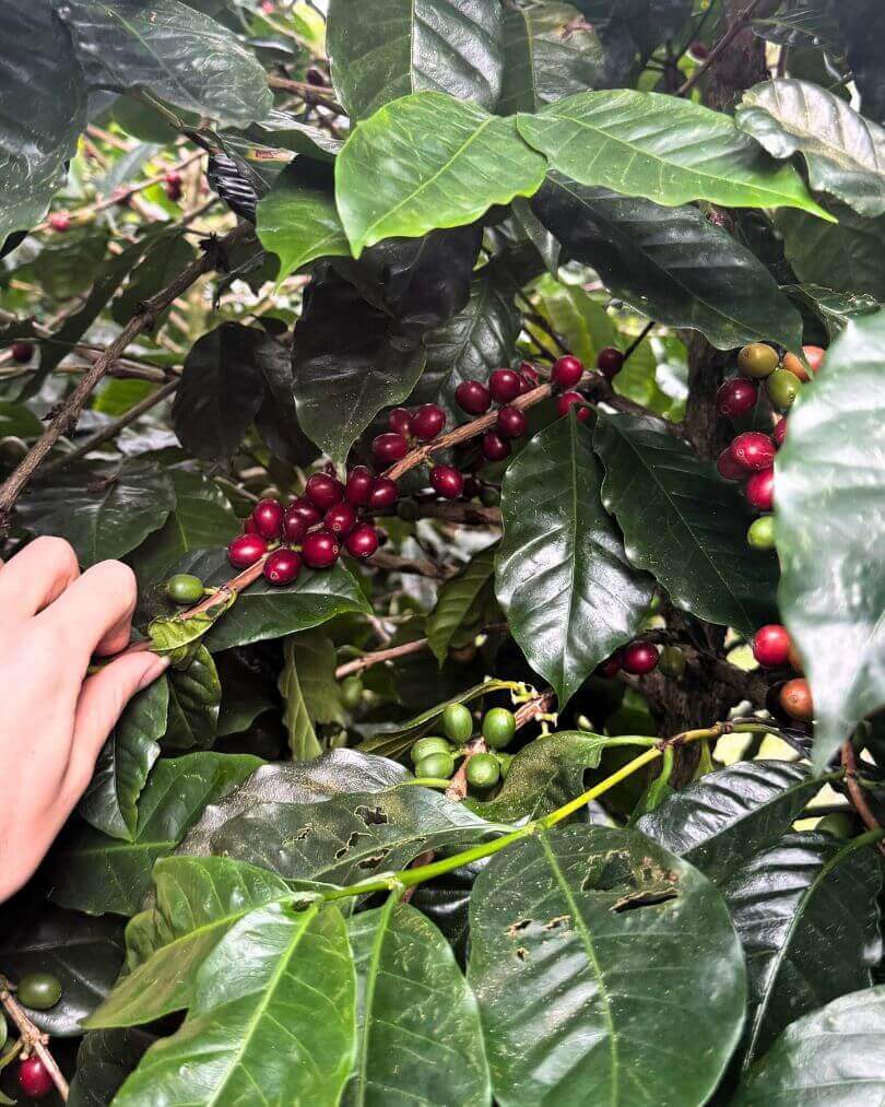 Rondreis Panama: complete reisroute voor 2 of 3 weken 23 Koffiebessen op plantage in Boquete, Panama