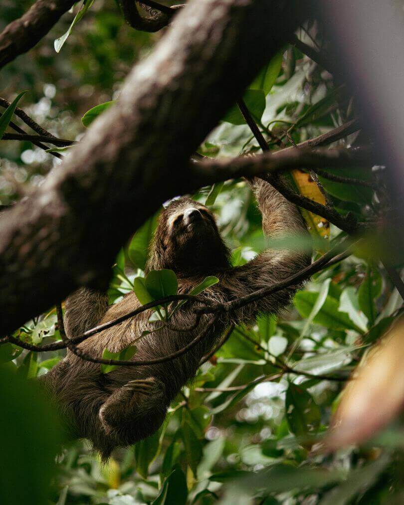 Rondreis Panama: complete reisroute voor 2 of 3 weken 3 Luipaard in Panama