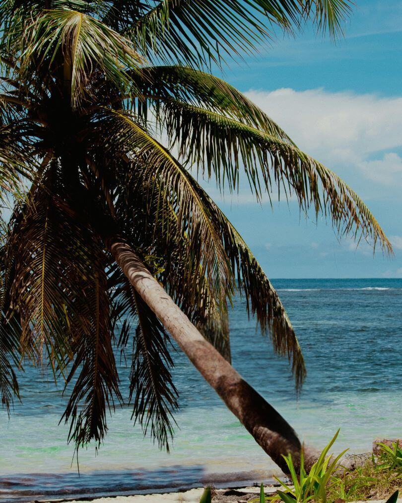 Rondreis Panama: complete reisroute voor 2 of 3 weken 25 Strand en palmboom in Bocas del Tore, Panama