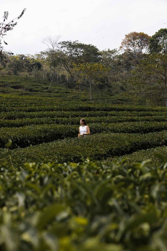 Rondreis Java: de mooiste reisroute voor 1, 2 of 3 weken 11 Theeplantages in Java