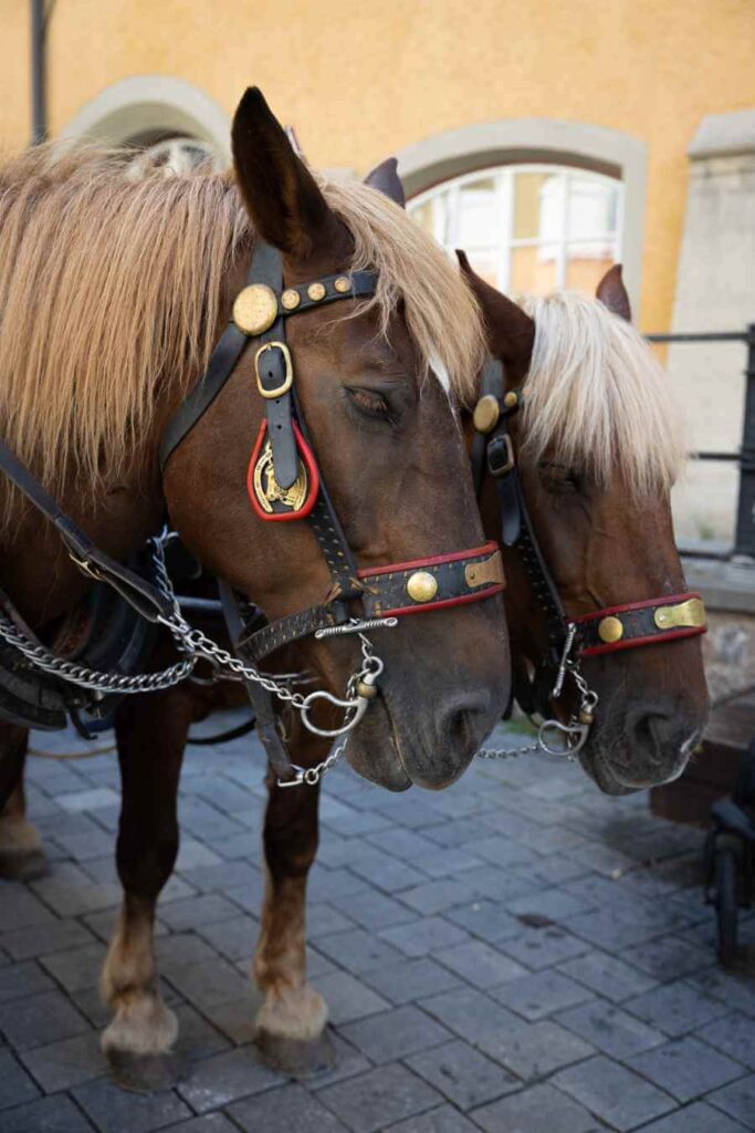 Wat te doen in Kufstein? De leukste bezienswaardigheden en tips 42 Paarden op het plein in kufstein